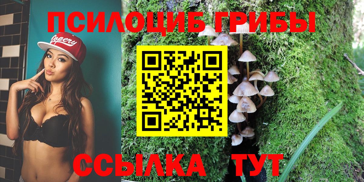 Псилоцибиновые грибы мицелий Черняховск